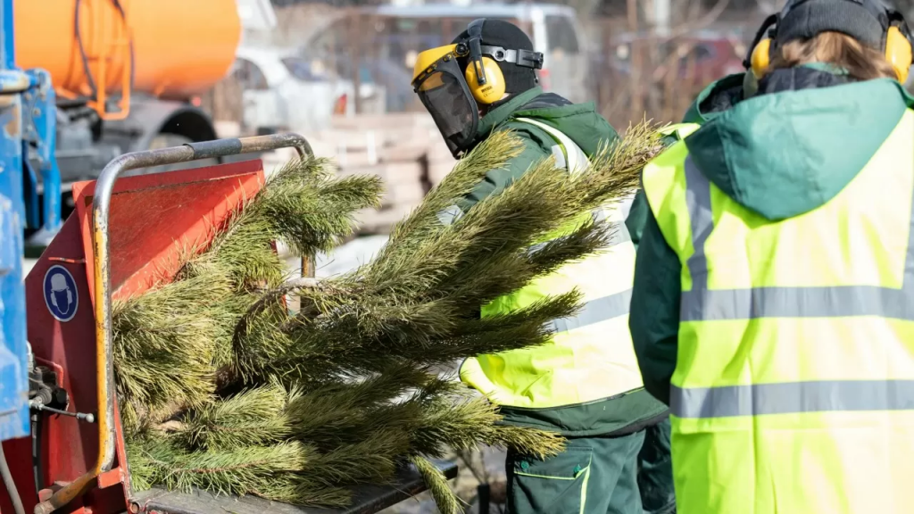 Праздник прошел: куда деть елку?