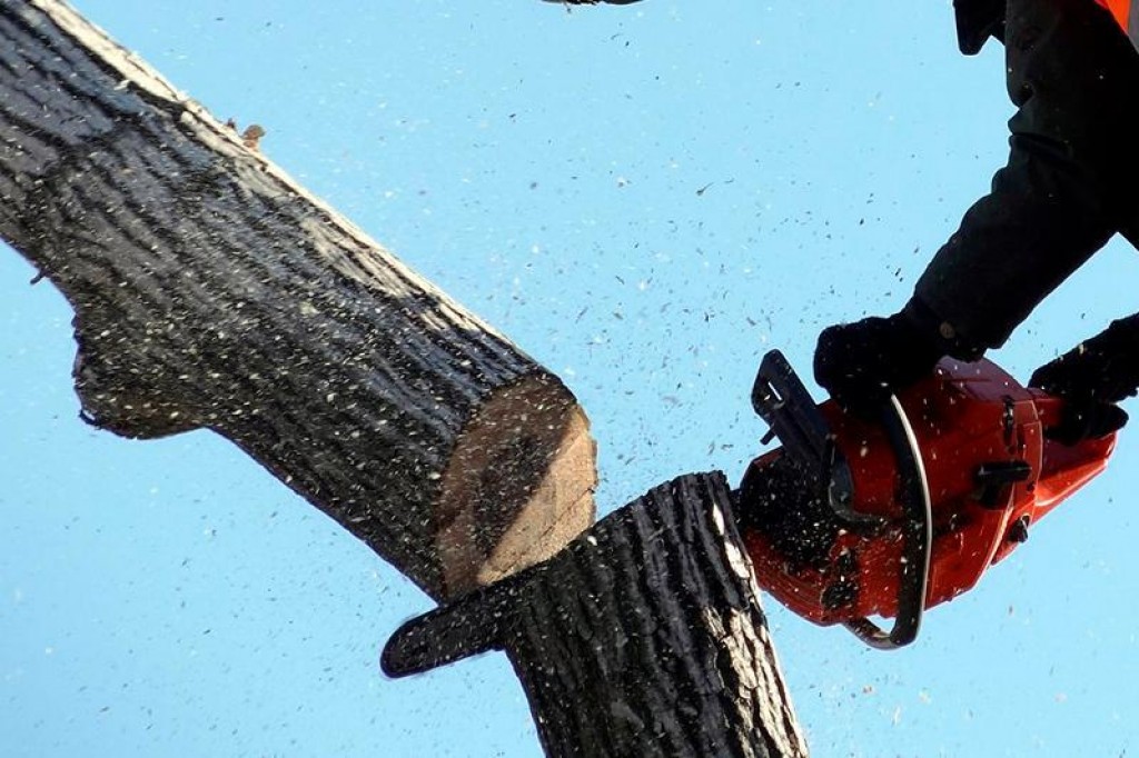 Многомиллионный штраф выплатит застройщик за вырубку деревьев в Караганде