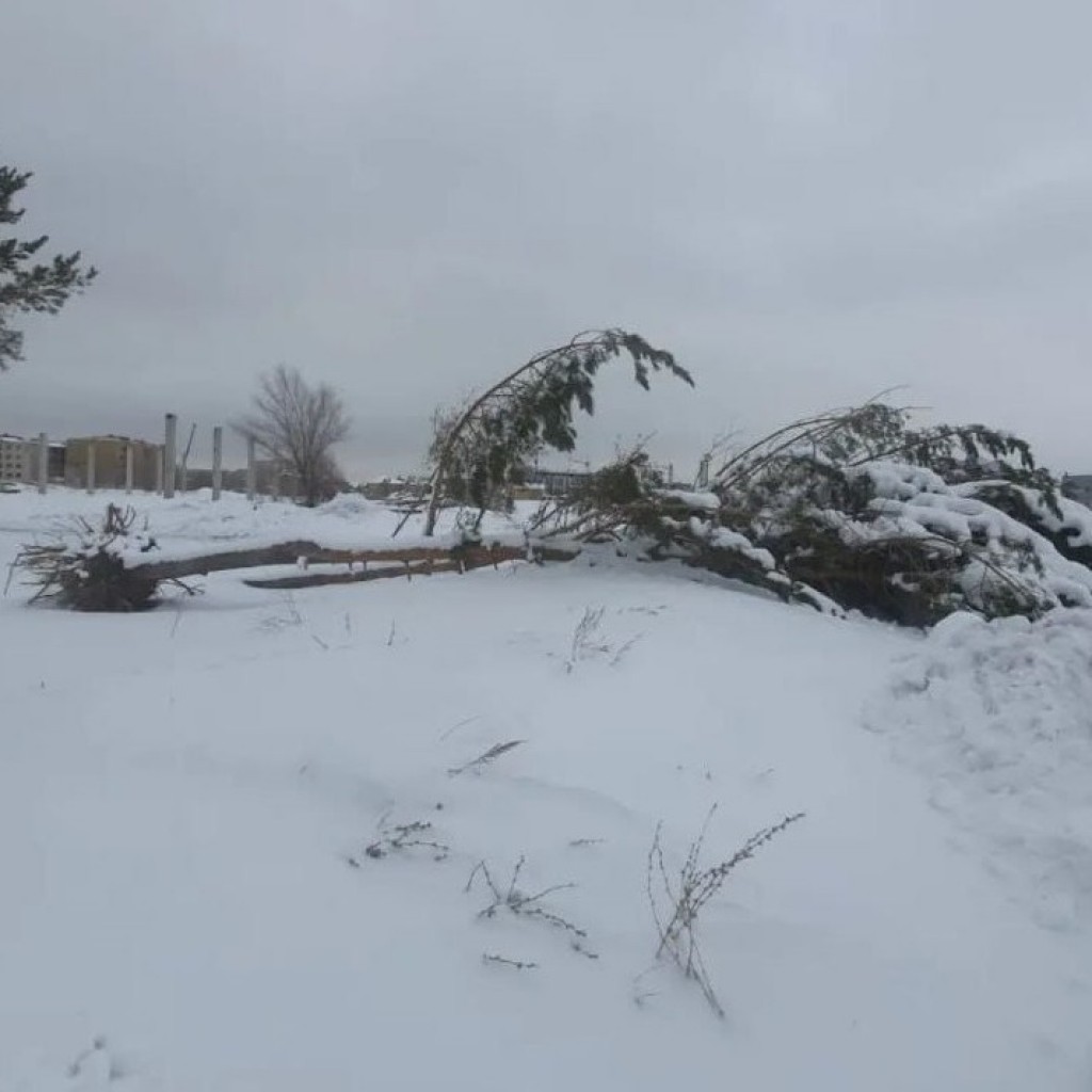 Более 7 тысяч саженцев должна высадить строительная компания, уничтожившая 150 деревьев в Караганде