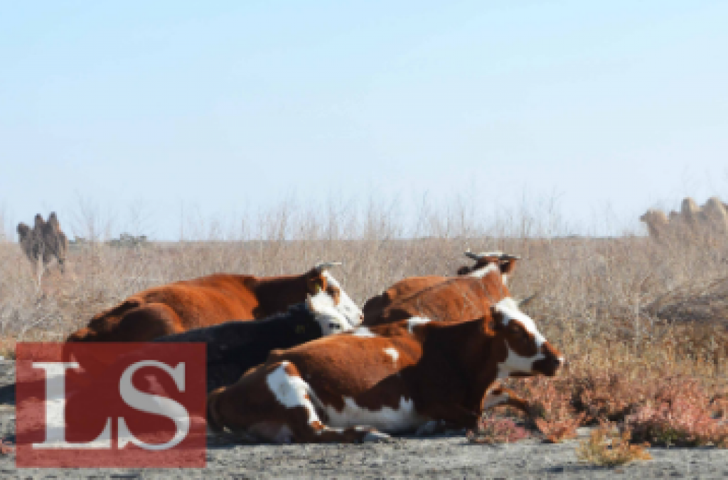 Фермеры увеличили производство мяса, молока и яиц