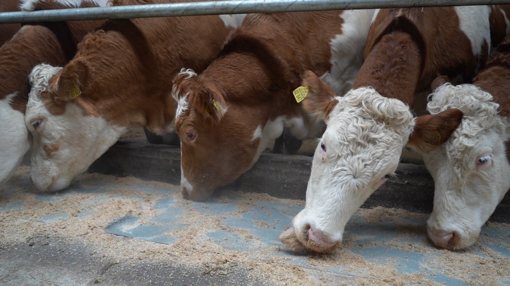 Какие требования обязаны соблюдать владельцы сельхоз животных на частных подворьях Карагандинской области