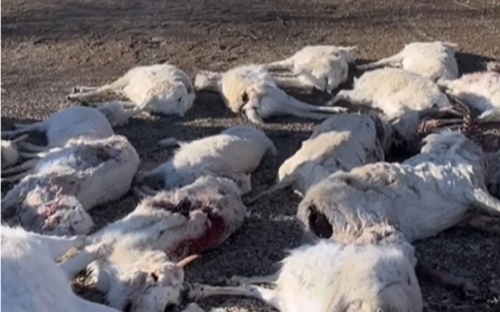 Свыше 20 тысяч туш сайгаков было найдено в семи областях Казахстана