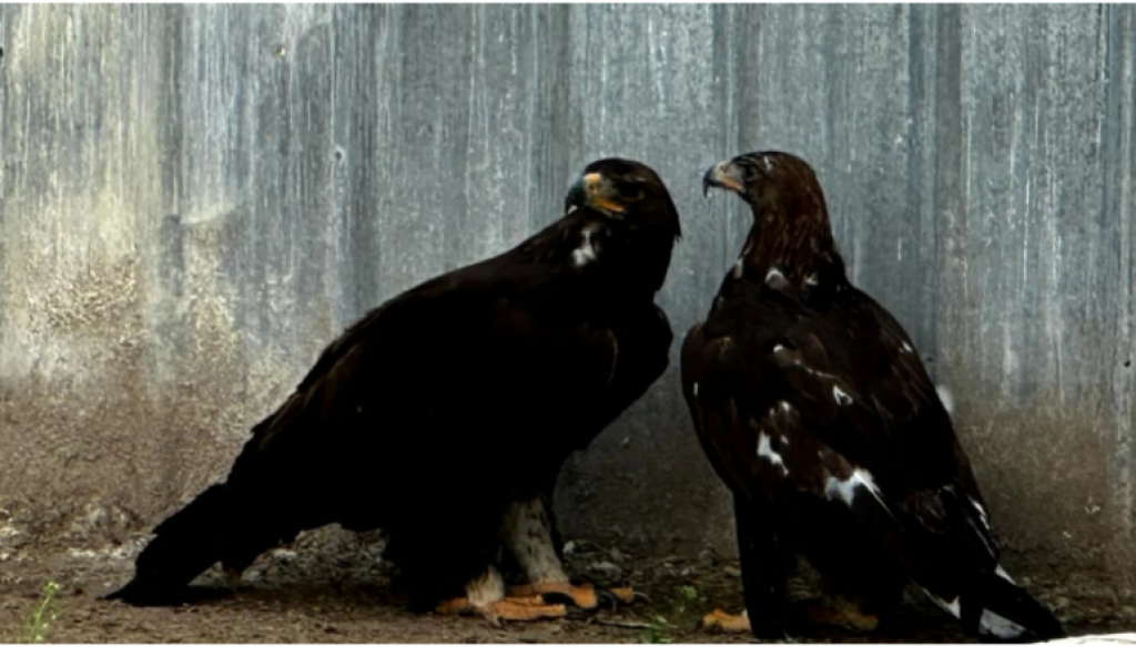 Уникальный проект «Сохраним беркутов!» реализуется в Казахстане