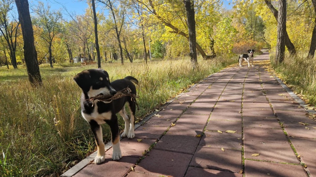 Қазақстанда қаңғыбас иттердің эвтаназиясын енгізуге болады: түзетулер мәжілісте талқыланады