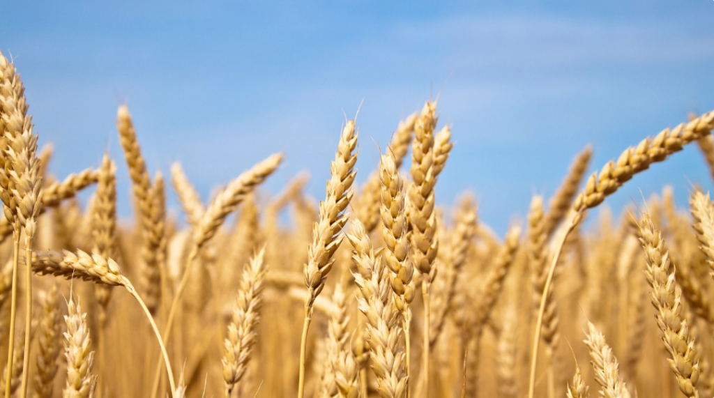 Казахстанские фермеры могут подать заявку на форвардное финансирование весенних полевых работ