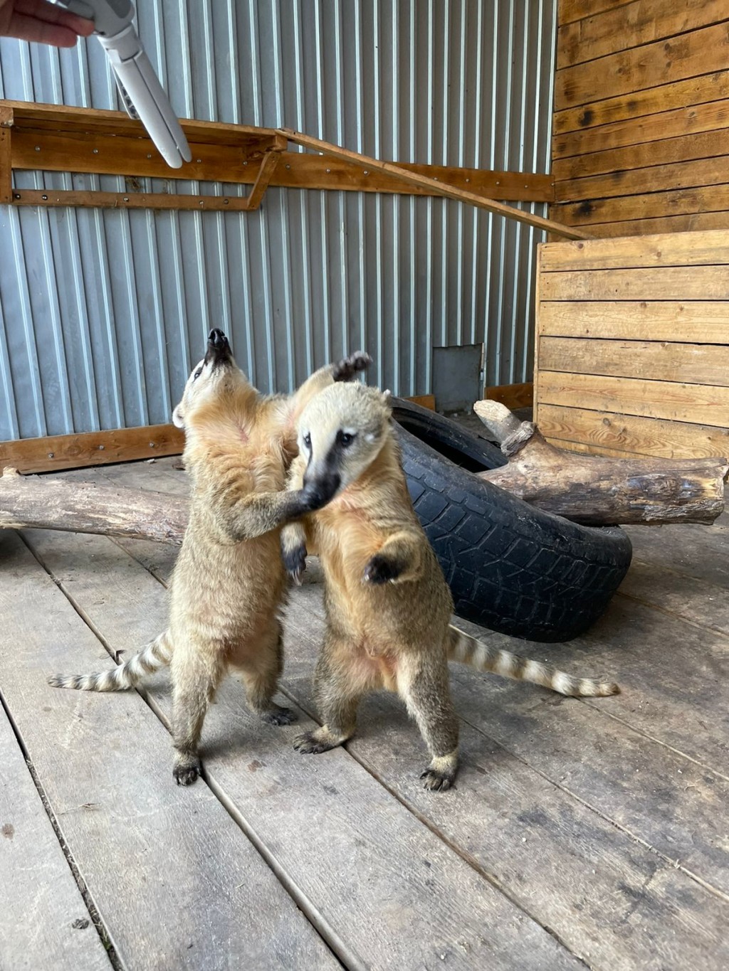 Сколько зим, сколько лет: как карагандинский зоопарк переживает очередную зиму без тёплого здания