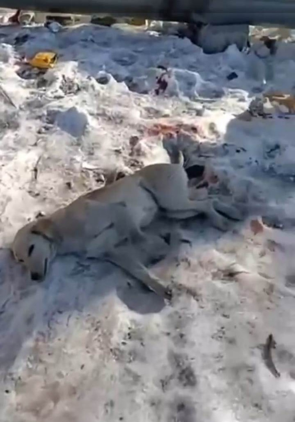 Отстрел собак повторяется: жители поселка Жайрем сообщают о трагедии