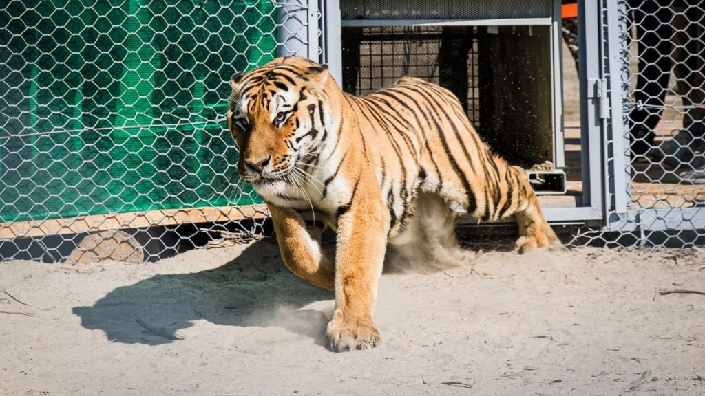 Қазақстан тұран жолбарысын қалпына келтіру бағдарламасын күшейтуде