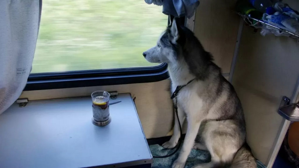 Казахстанцам сообщили об условиях перевозки животных в поездах