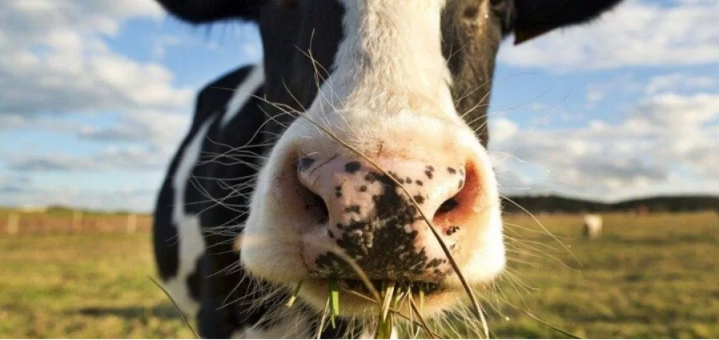 В РК создали передовую добавку для КРС для двойной экономии кормов