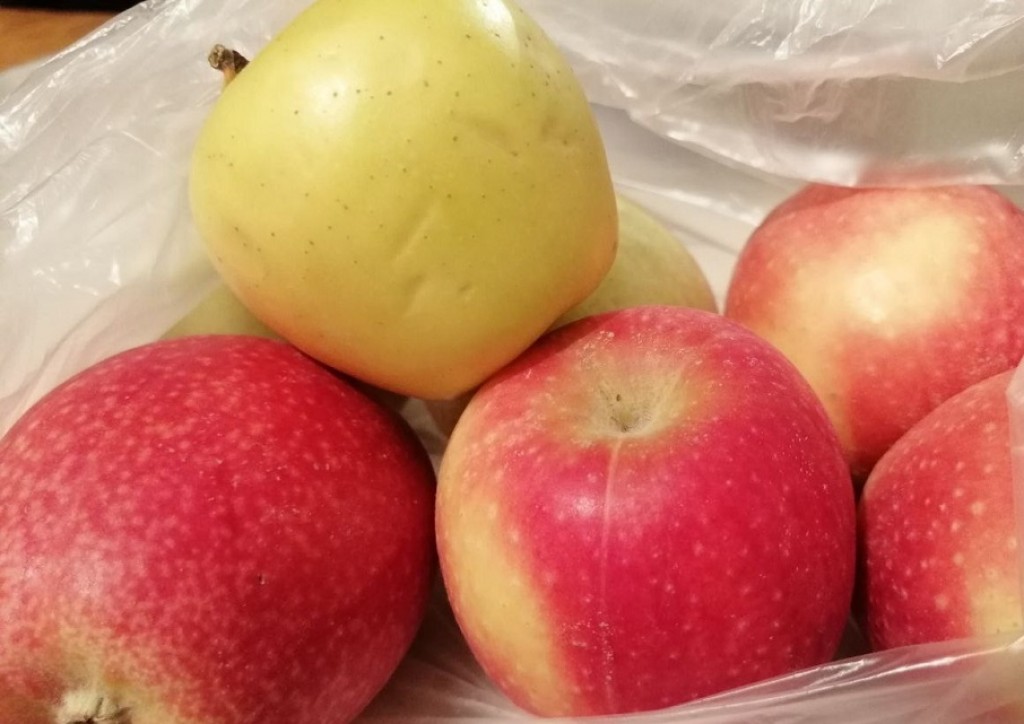 В Казахстане выращено первые 2 тысячи саженцев апорта