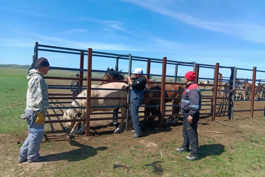 Опасная болезнь лошадей: карантин в Карагандинской области снят