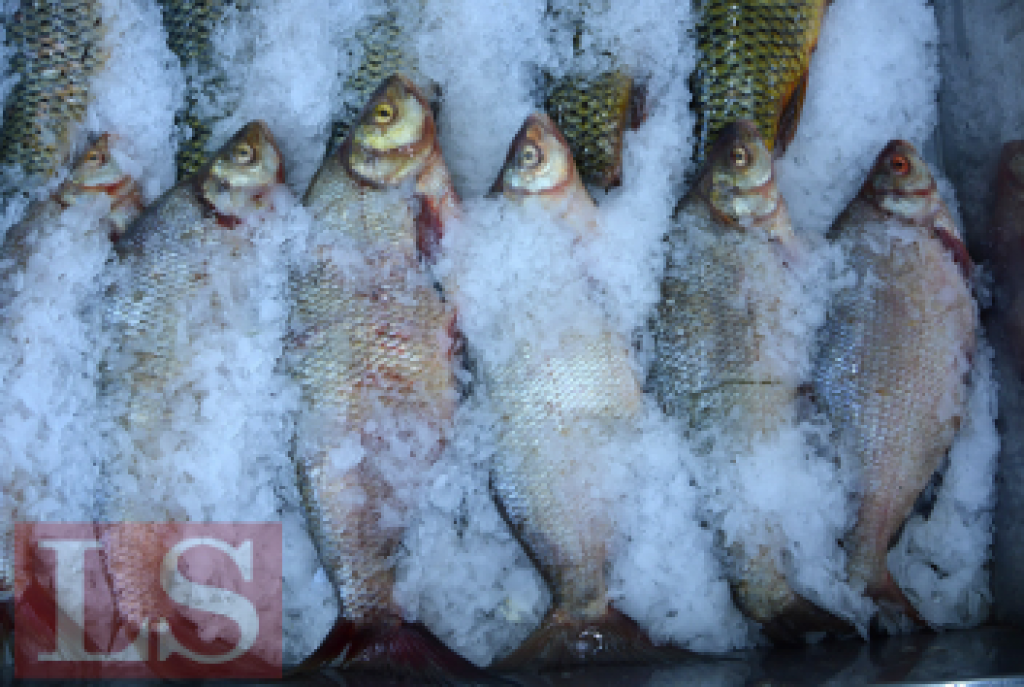 Рыбное место: казахстанские карпы и судак стали популярнее за рубежом