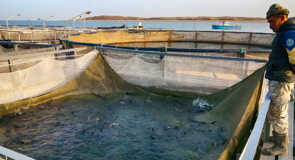 Балық ресурстарын реттеу: Қазақстанда жаңа ережелер енгізілуде