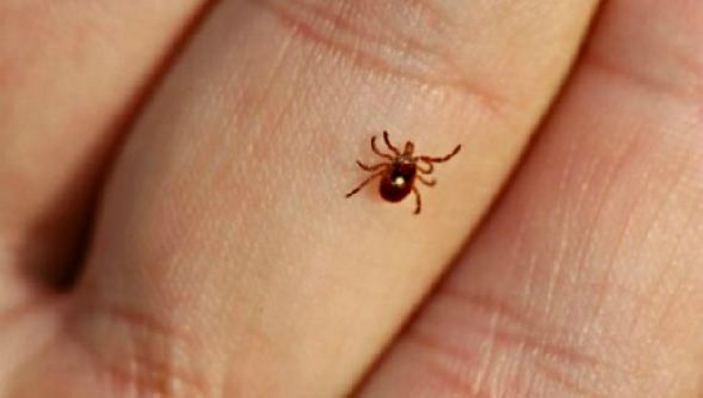 16 клещей сняли с жителей Карагандинской области за первые дни апреля