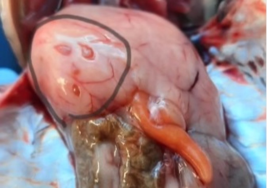 Зараженная паразитами рыба стала поводом для беспокойства о качестве воды в Караганде