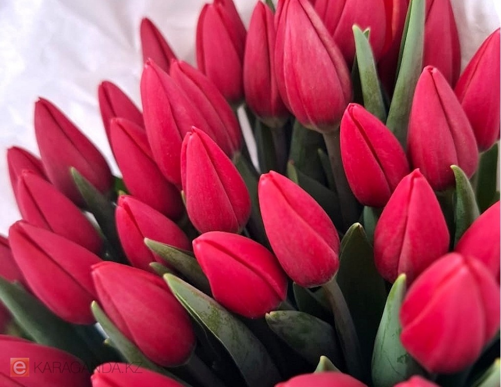 Казахстанцев предупредили о штрафах за сорванные редкие цветы