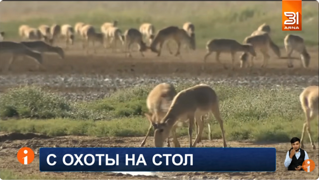 Мясо есть, спроса нет: почему сайгачатина не прижилась в Казахстане?