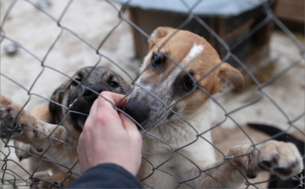 В Темиртау расторгнут договор с предполагаемым собственником будущего государственного приюта для бездомных животных