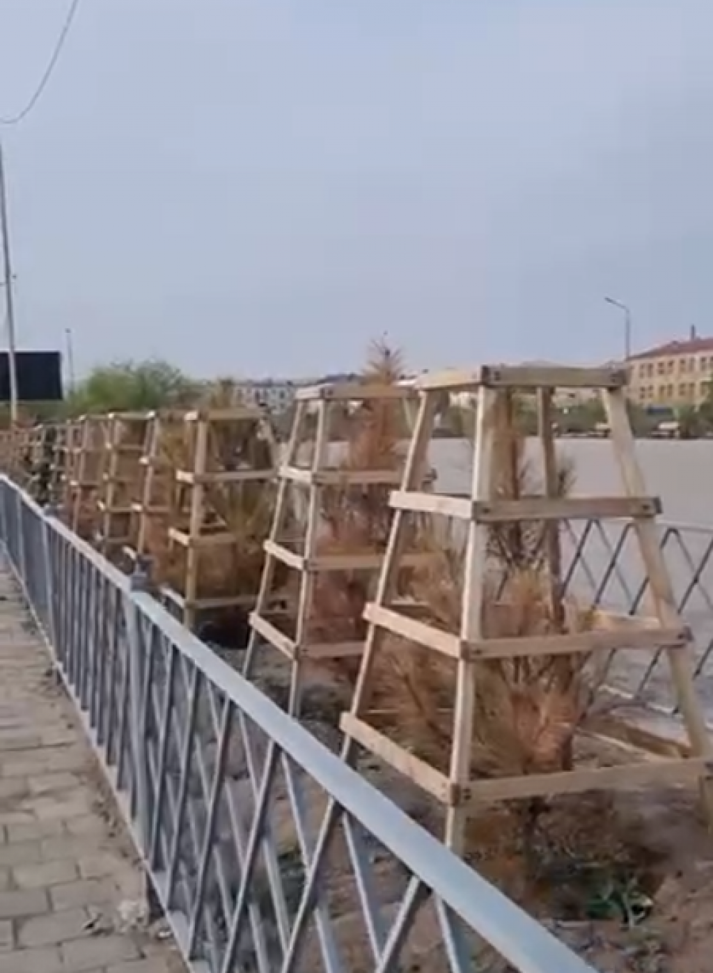 В Балхаше погибли сосны, высаженные за дворцом имени Хамзина