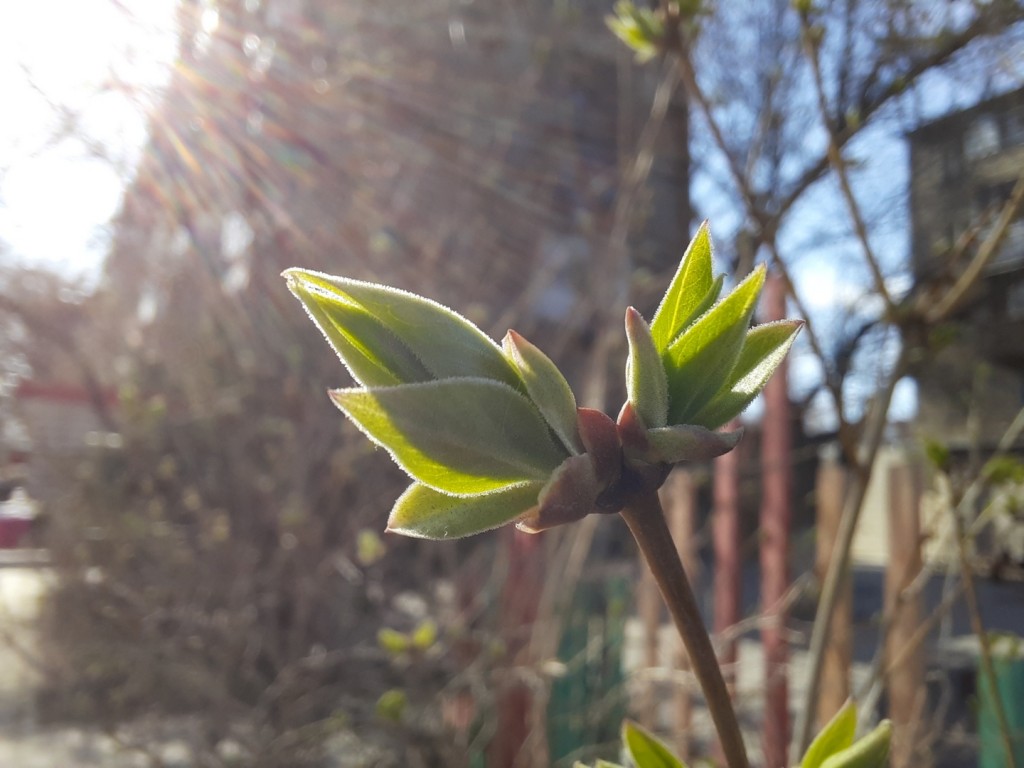 В Караганде распустились почки. Фоторепортаж