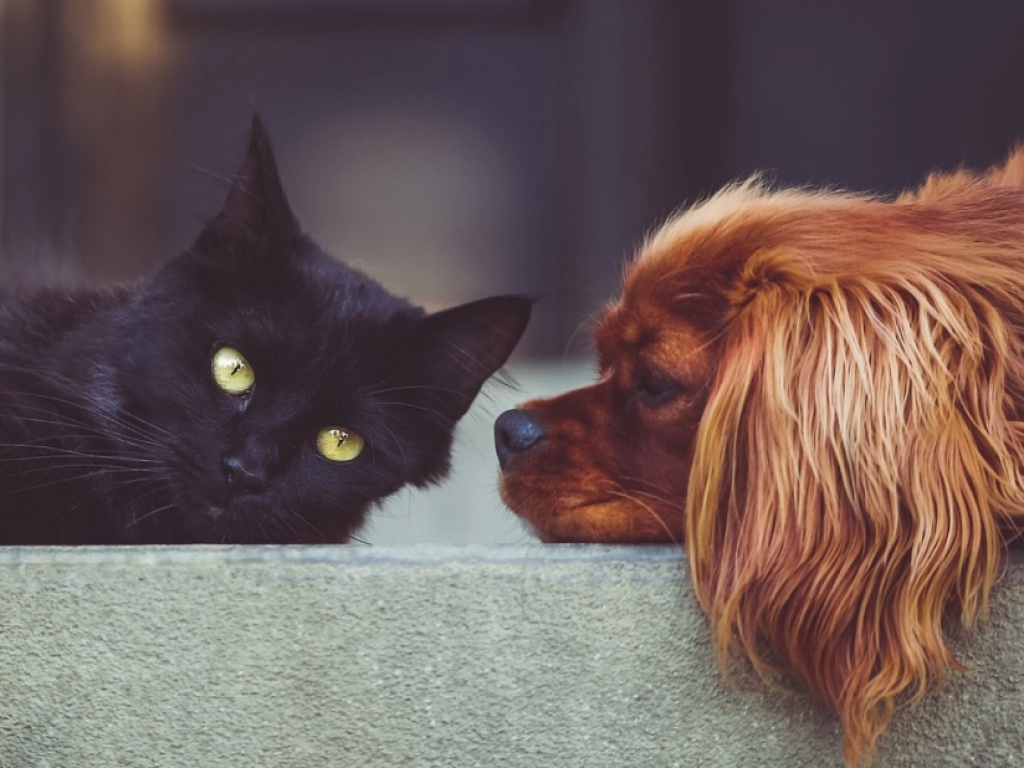 Петицию против жестокого обращения с животными продвигают в Казахстане