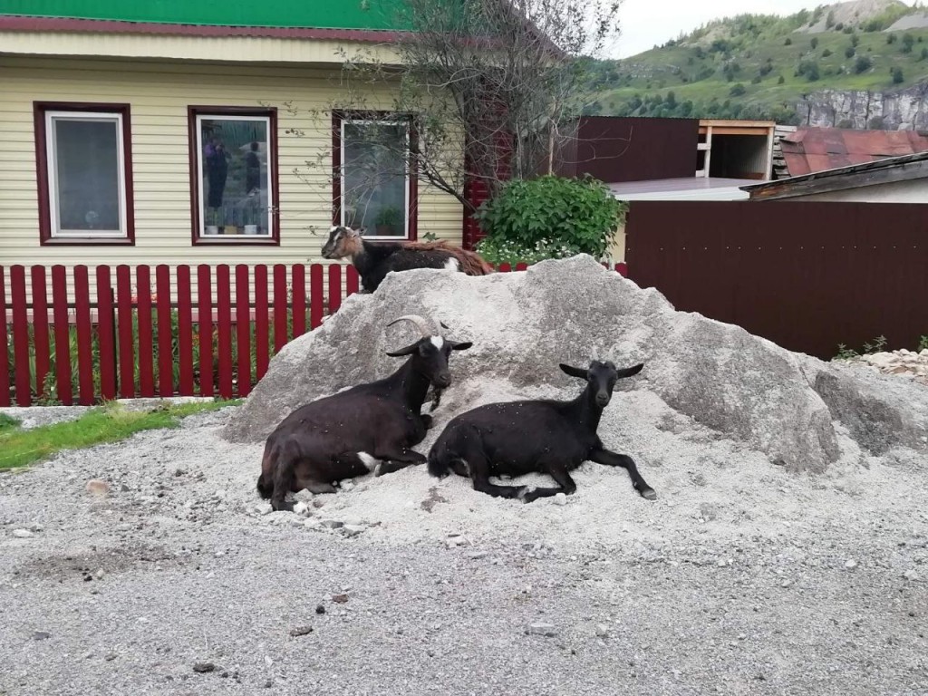 Идентификация сельскохозяйственных животных: внесены изменения