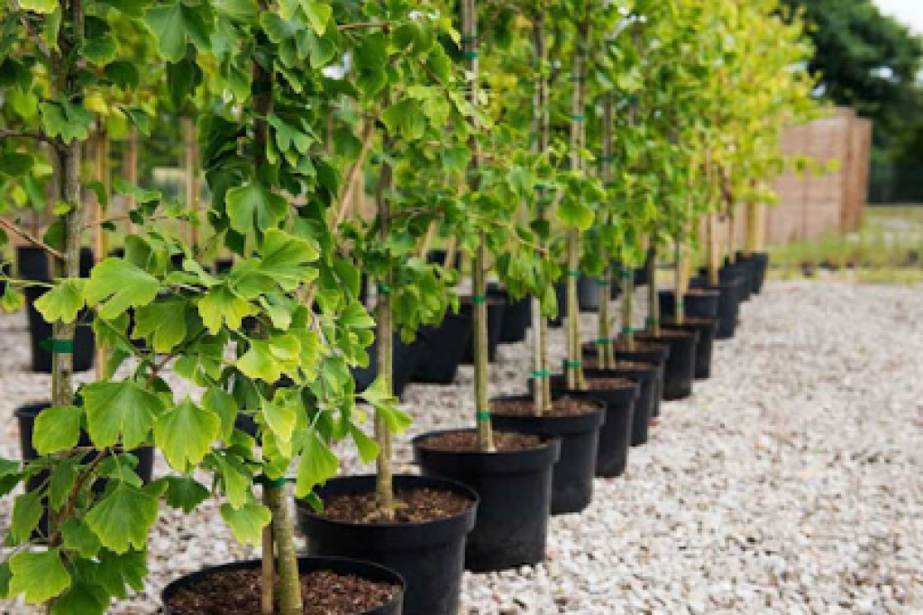 В Караганде бесплатно раздают саженцы смородины