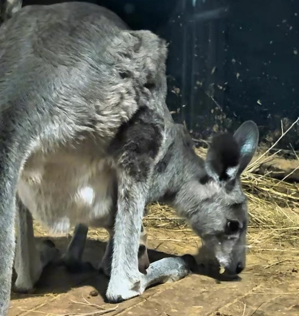 Кенгурёнок родился в карагандинском зоопарке