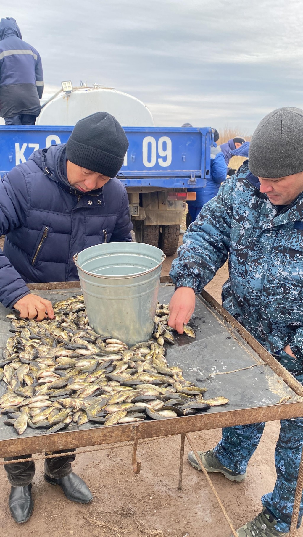 В Карагандинской области в реку Нура выпустили более 10 тысяч сеголеток карпа