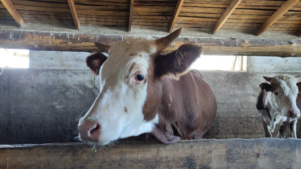 Қазақстанда 37 млн тоннадан астам жем дайындалды