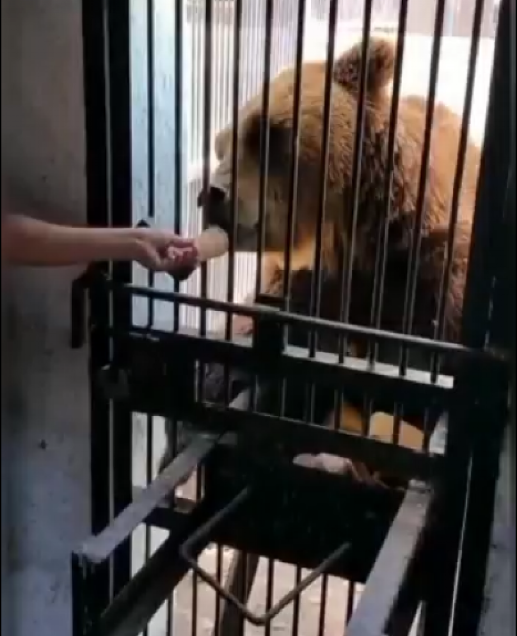 В сильную жару в карагандинском зоопарке мороженым кормят медведей и обезьян