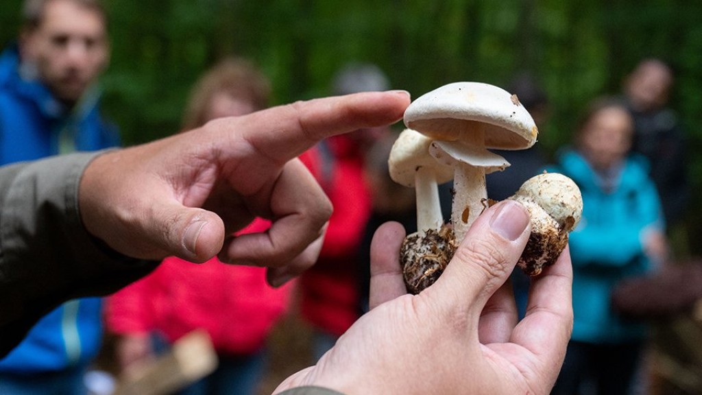 Грибной бум в Карагандинской области: как не стать жертвой охоты за дарами природы