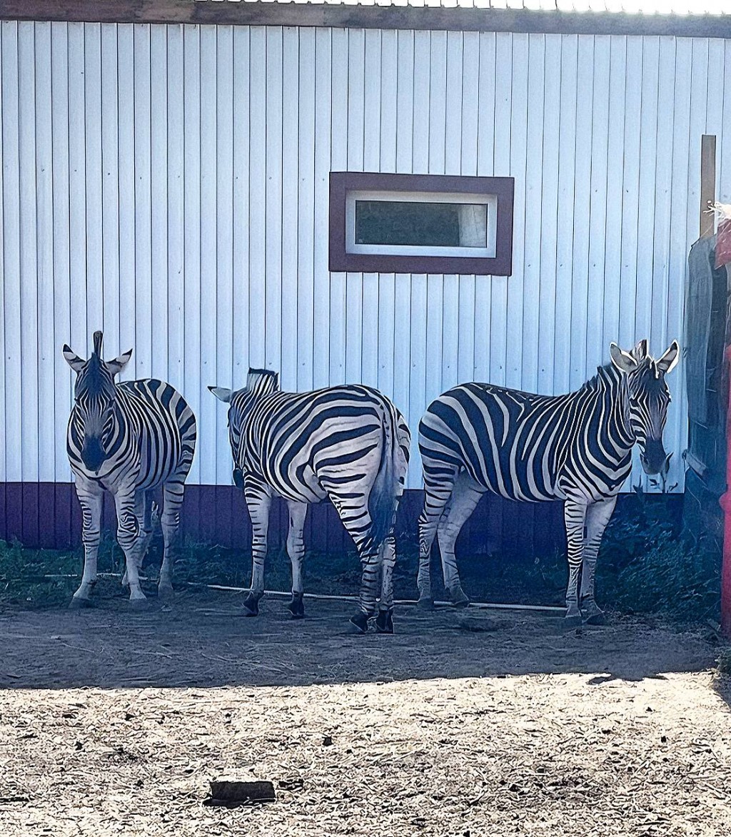 Пять зебр из Африки привезли в карагандинский зоопарк