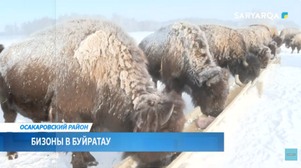 Бизоны Карагандинской области вызывают особый интерес у туристов
