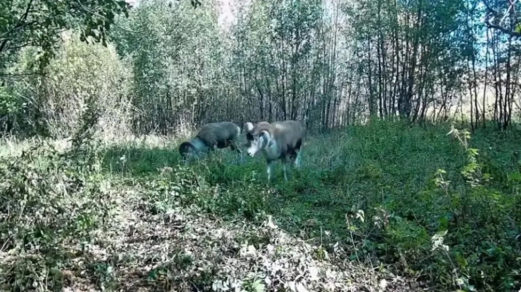 Қызыл кітапқа енген арқарлар Қазақстанда видеоға түсті