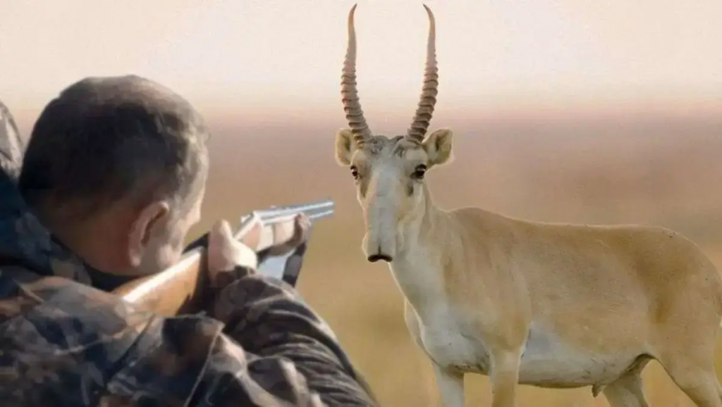 Стрелять или нет: как будут регулировать численность сайги в Казахстане?