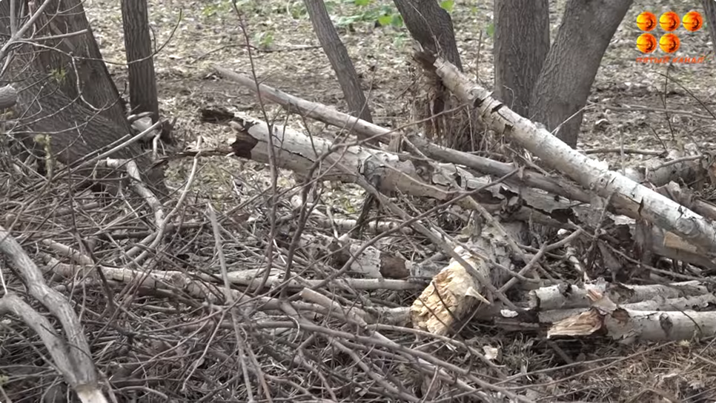 Жители улицы Штурманская обращают внимание на проблему сухостоя