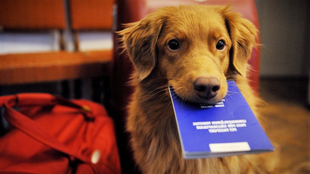 В Карагандинской области сменилась система учета домашних животных