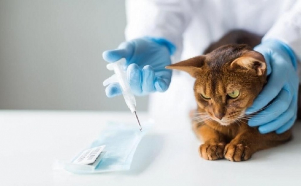 Большинство опрошенных карагандинцев не планируют чипировать домашних животных