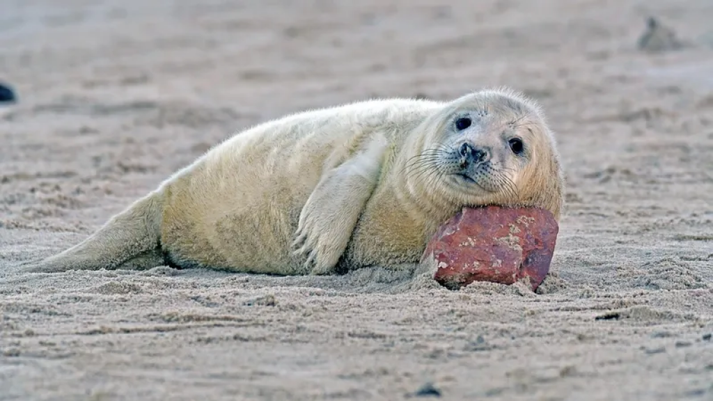 Тюленей и редкие виды рыб изымут ученые из природы для их спасения