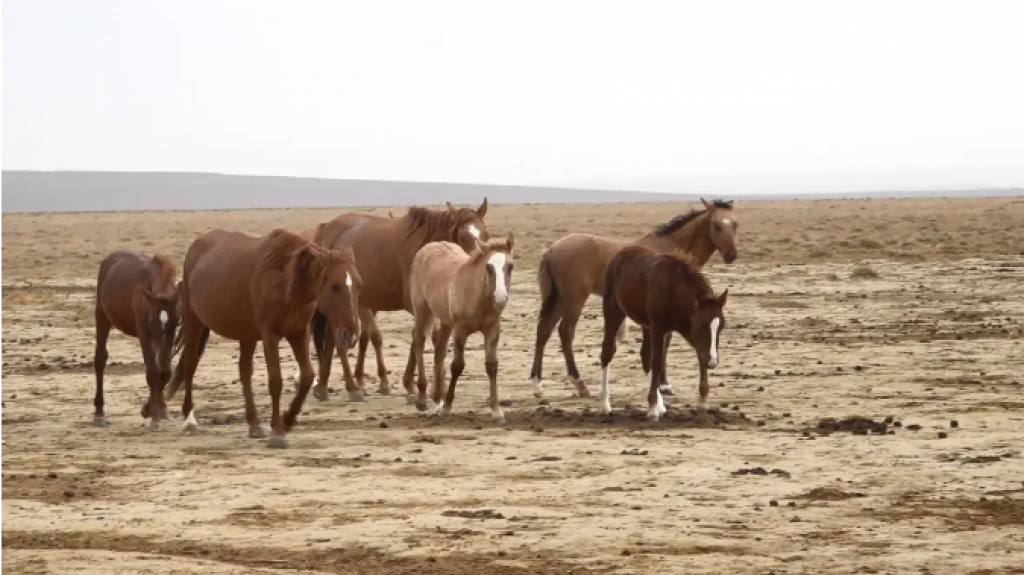 Лошади гибнут из-за лимфангита в Карагандинской области