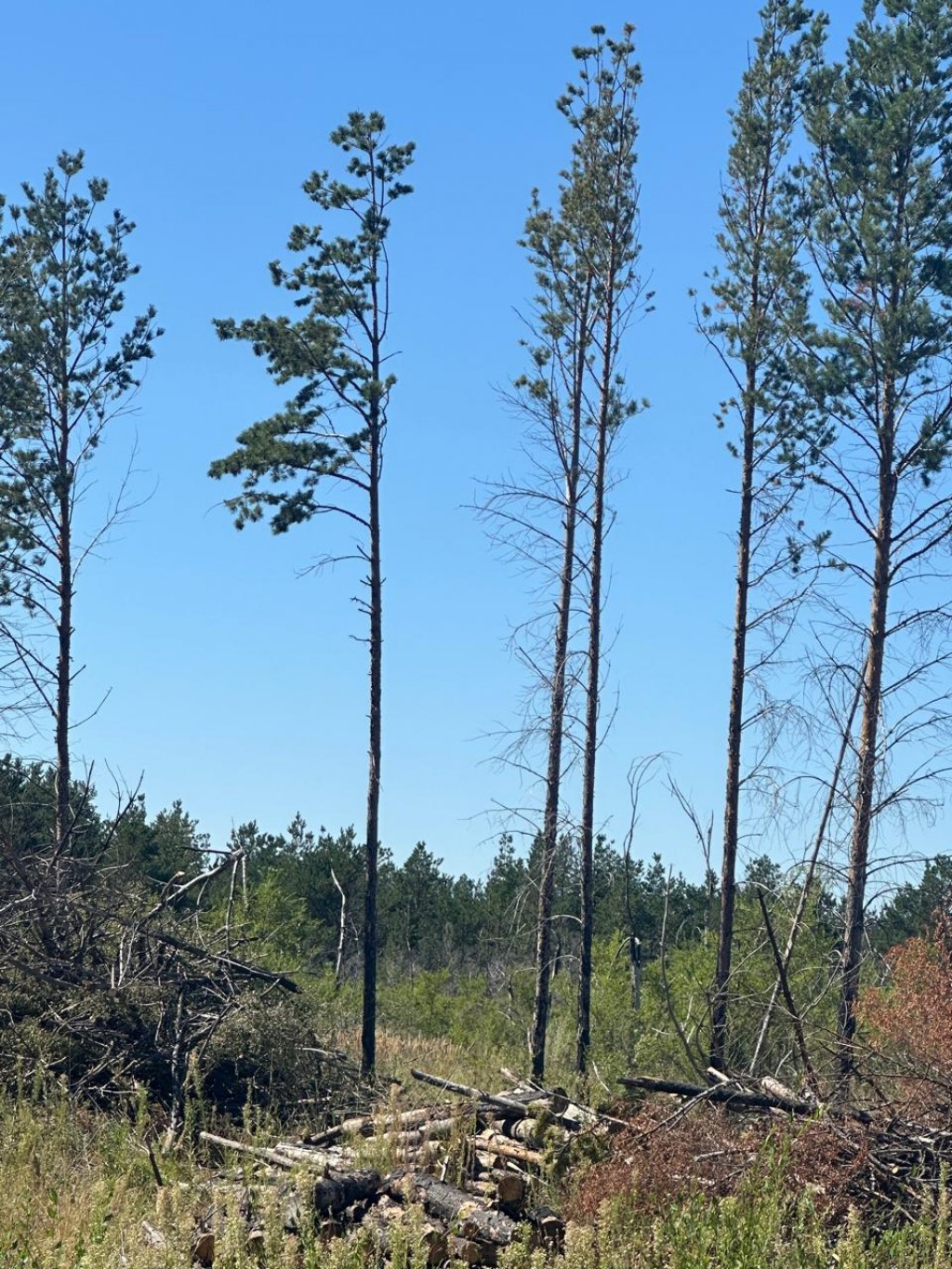 Жители Шахтинска жалуются на массовую вырубку сосен в лесопосадке