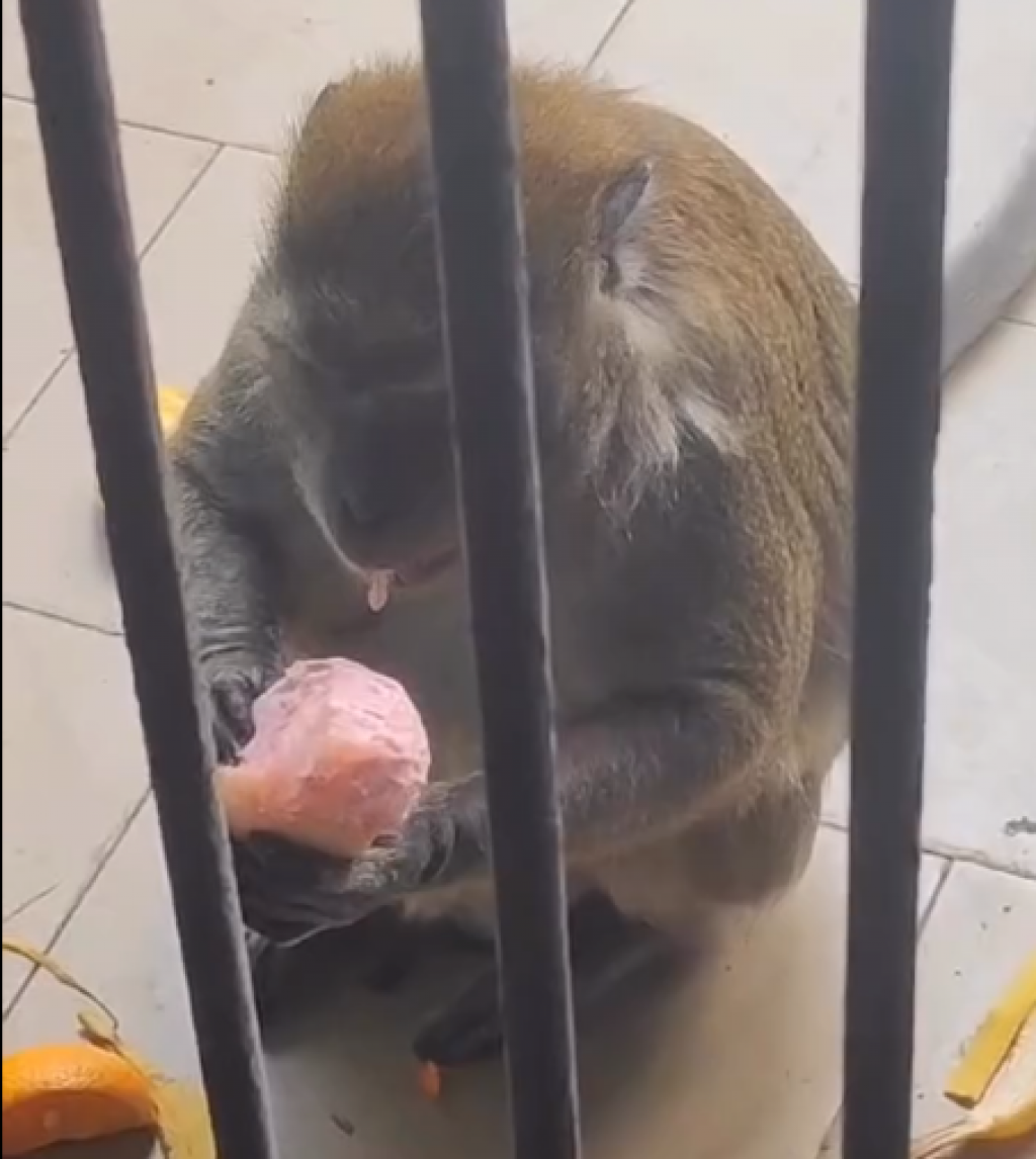 Приматы карагандинского зоопарка полакомились мороженым