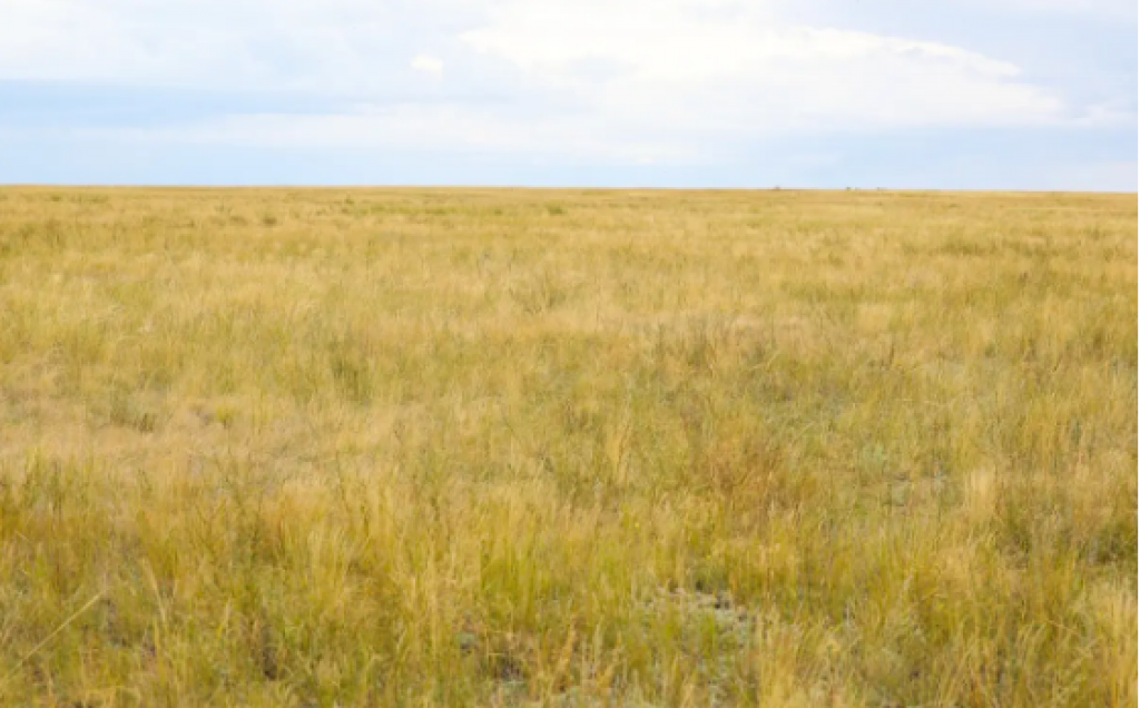 Более 500 тысяч га сельхозземель вернули в госсобственность в Карагандинской области