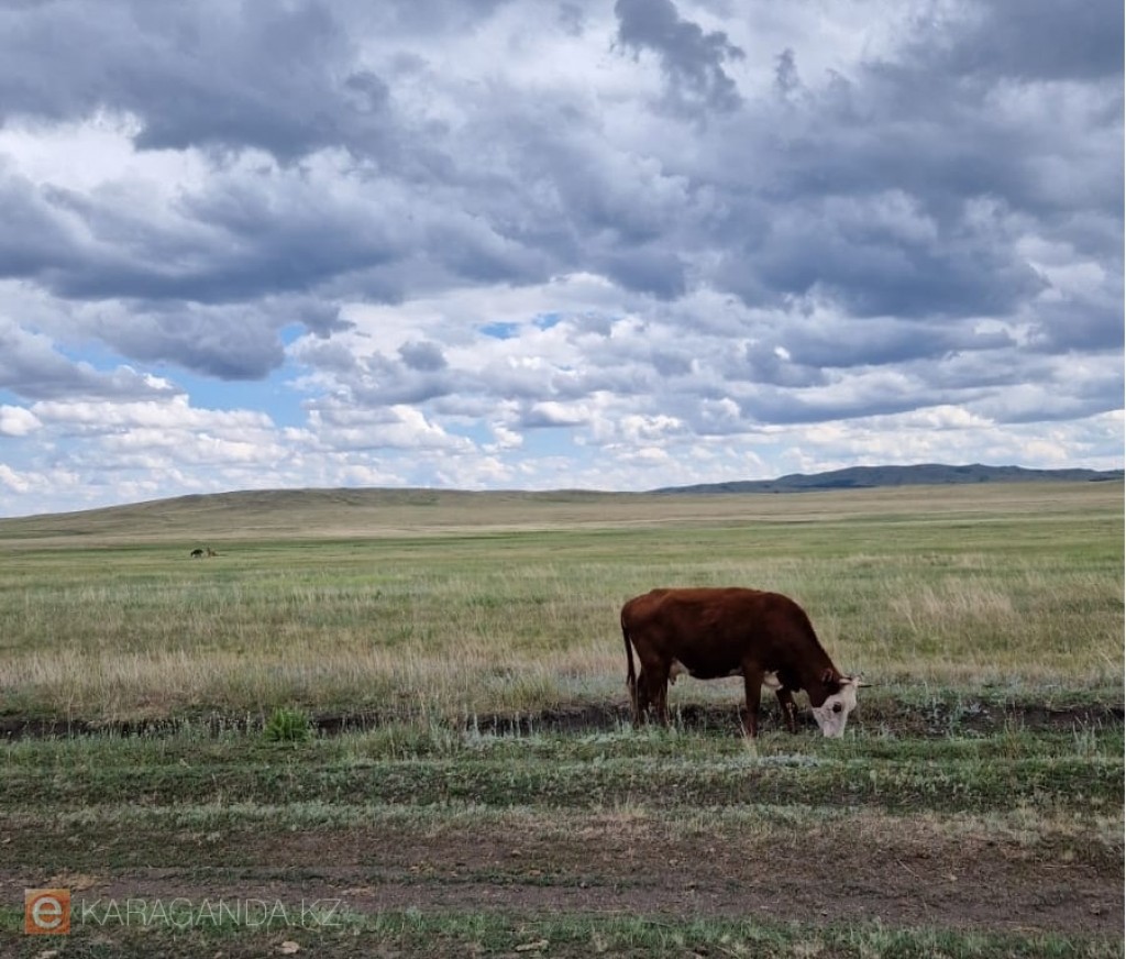 Қазақстанда жемшөп алқаптарының топырақ құрамын жаңаша зерттейтін болады