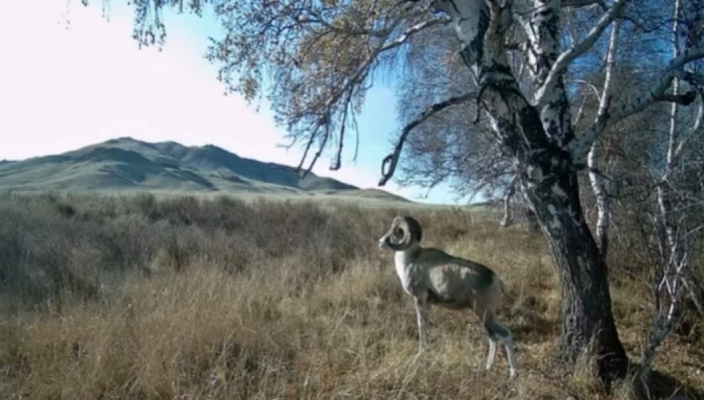Архар из Красной книги попал в фотоловушку в Карагандинской области