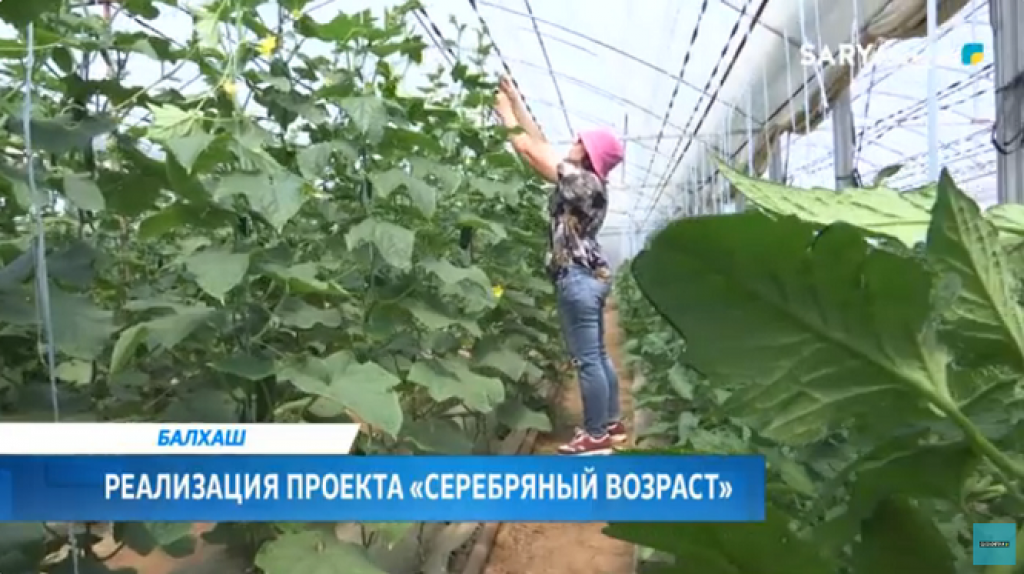 В Балхаше стартовал проект «Серебряный возраст»