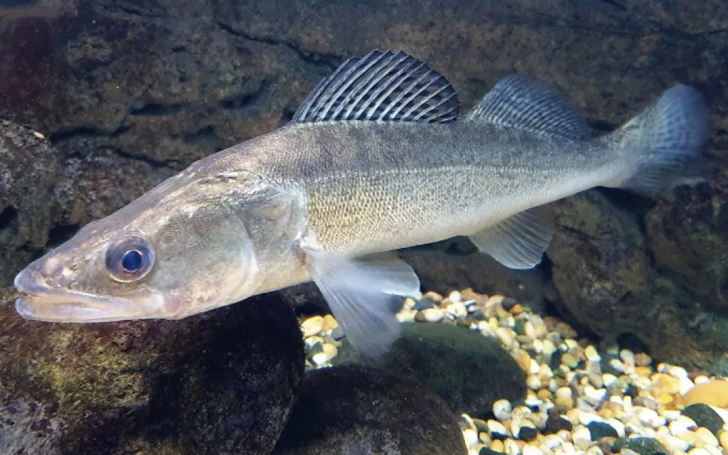 В Казахстане запретили вывоз отдельных видов рыбы