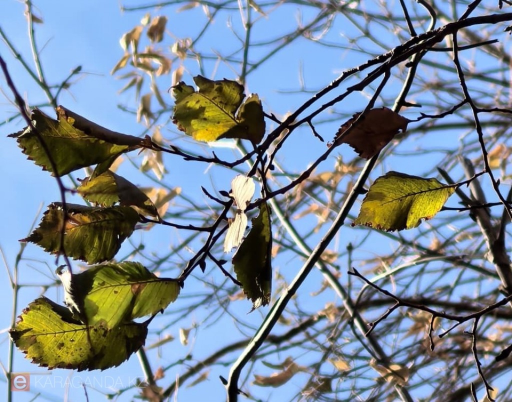 Последние краски осени: Караганда прощается с листвой